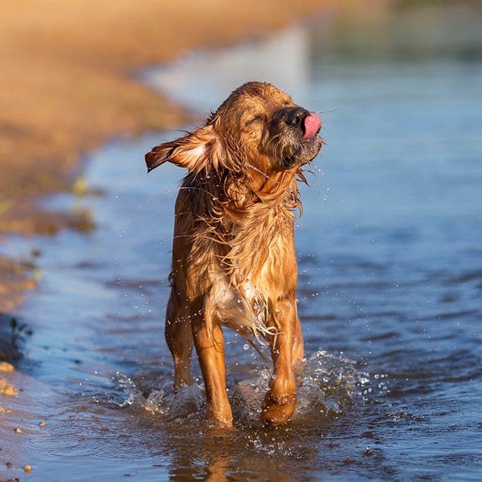 A dog beach right by the site