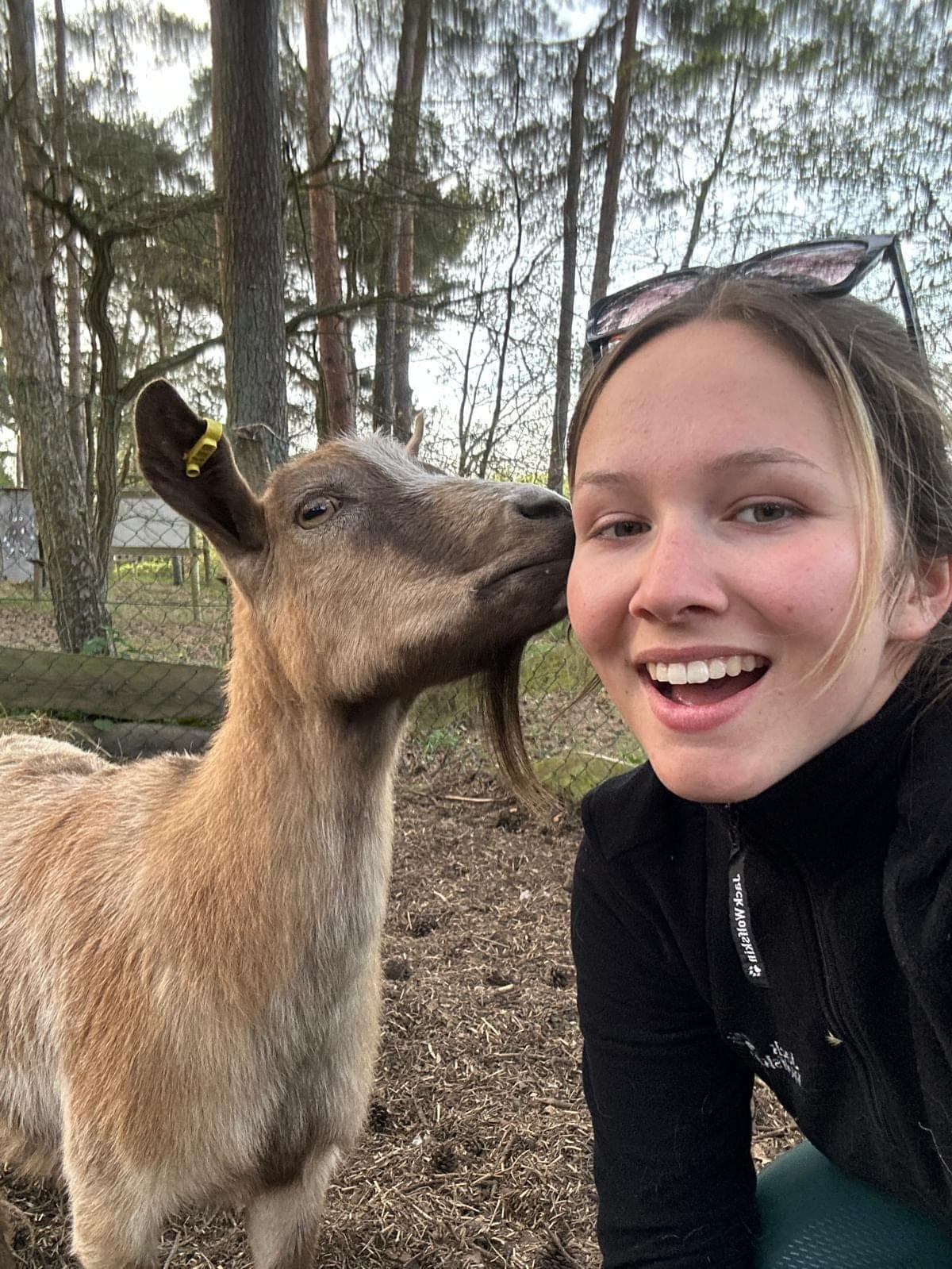 Animals everywhere
